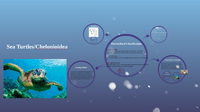 Sea Turtles by bailey boisclair on Prezi