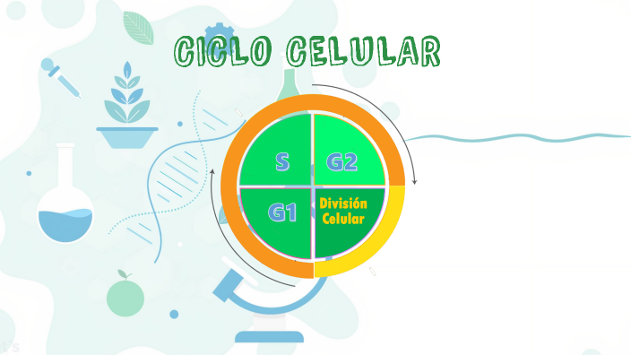 Ciclo Celular by Leonardo Tovar on Prezi