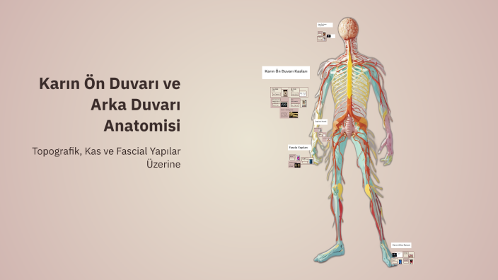 Karın Ön Duvarı ve Arka Duvarı Anatomisi by Semanur Keçili on Prezi