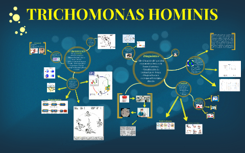 trichomonas hominis
