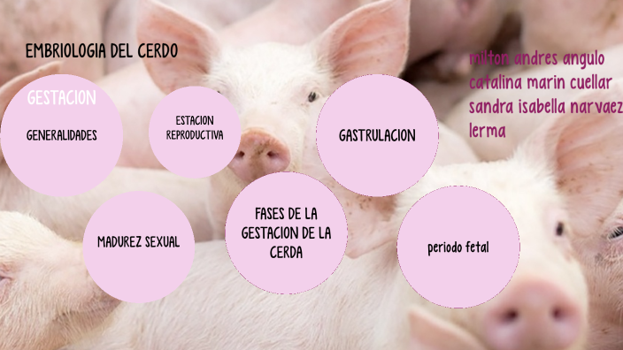 gestación en cerdos by Sandra Isabella Narvaez Lerma on Prezi