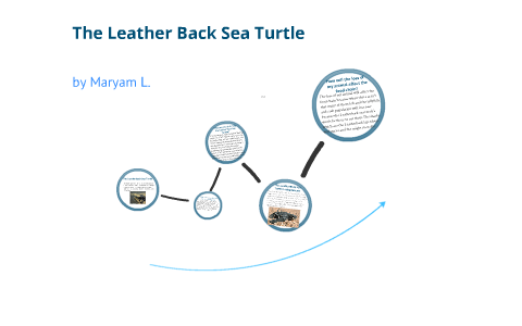 LeatherBack Sea Turtles by Student 7 on Prezi