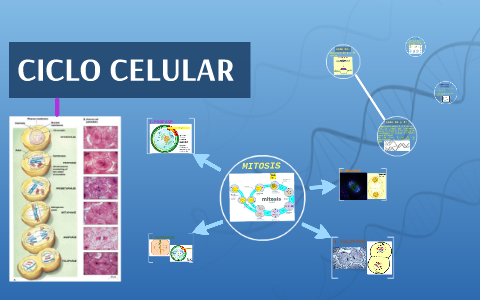 CICLO CELULAR by Karen Cid Pérez on Prezi