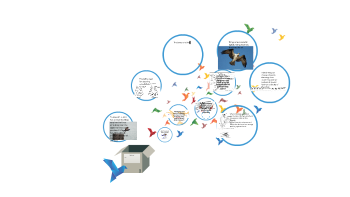 Fly like a bird by ash math on Prezi