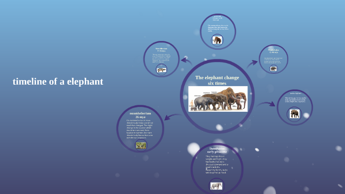 timeline of a elephant by Tia bailey