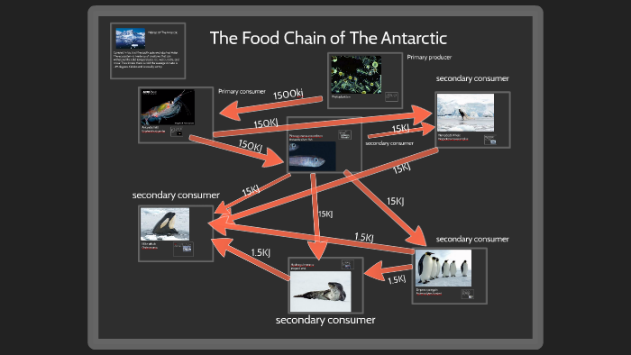 The Food Chain of Antarctica by Trenton Byerly on Prezi