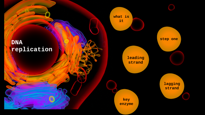 DNA replication By Ashley Li by Ashely Li on Prezi