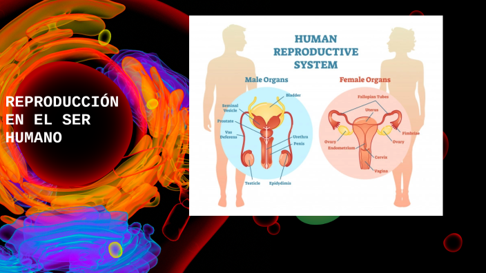 Reproduccion En El Ser Humano By Yury Fonseca On Prezi 6998