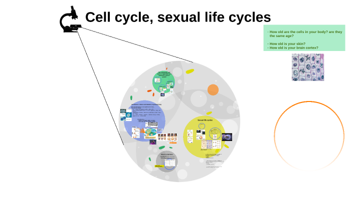 Cell Cycle And Sexual Life Cycle By On Prezi 5021