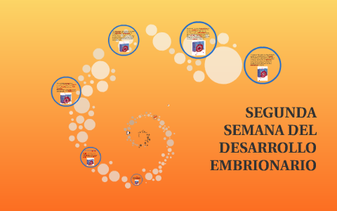 SEGUNDA SEMANA DEL DESARROLLO EMBRIONARIO By Adrii Flores On Prezi