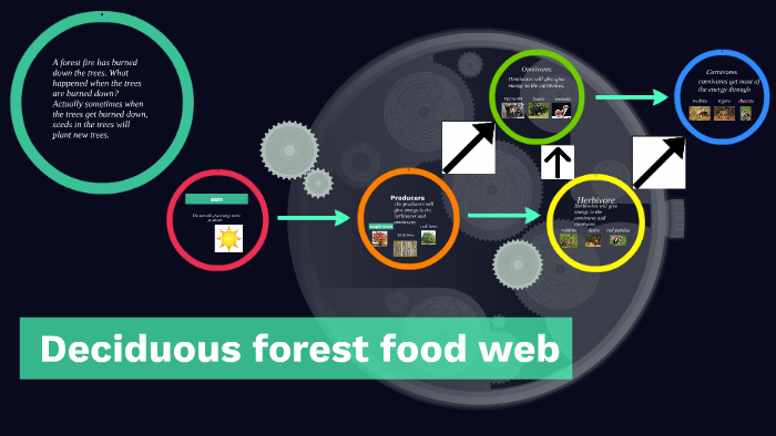 Deciduous Forest Food Web By Princess Wilcher 0269