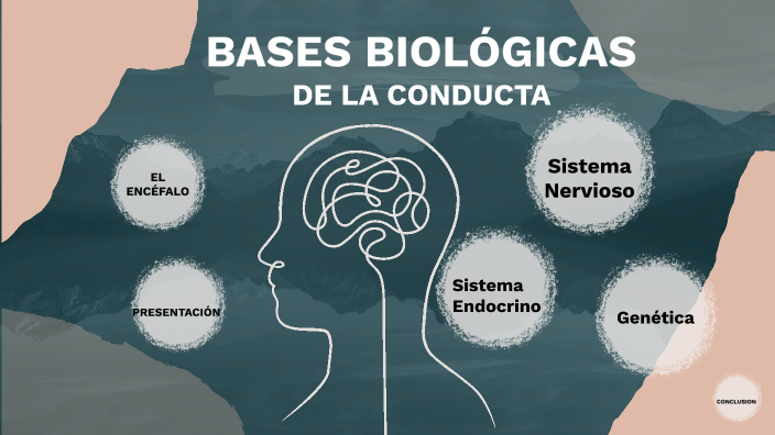 Base Biológica de la Conducta H by Diaz P Karmen on Prezi