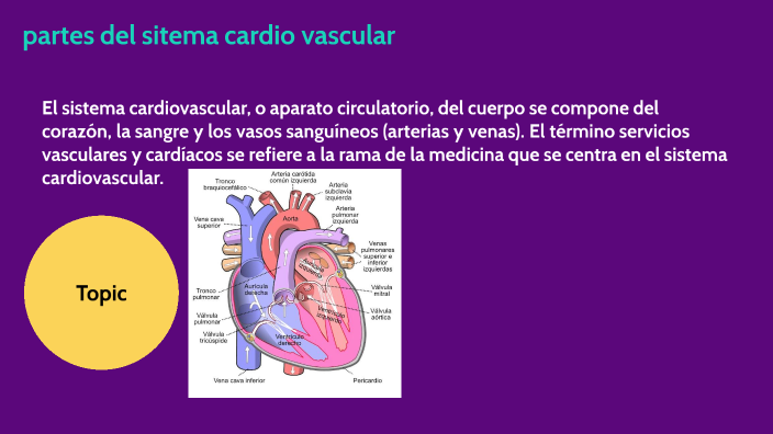 partes del sitema cardio vascular by yamet huayta soncco on Prezi