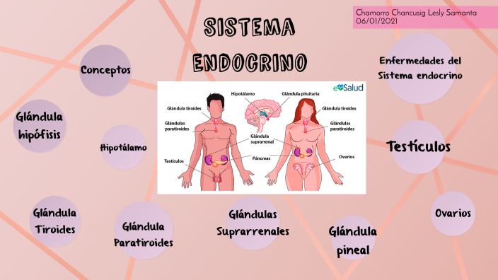 Sistema Endocrino by Lesly Chamorro