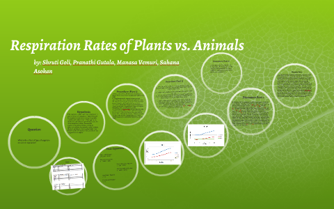Respiration Rates of Plants vs. Animals by Shruti G