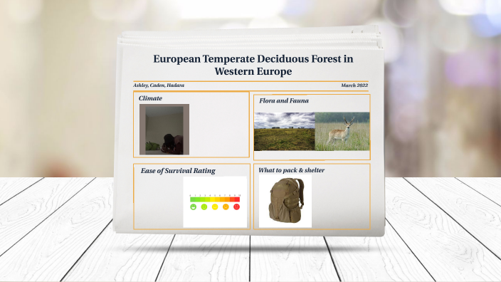 european-temperate-deciduous-forest-in-western-europe-by-ashley-ni