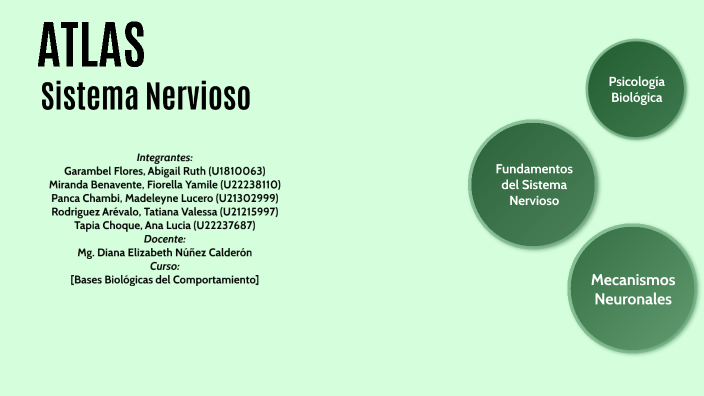 Atlas Del Sistema Nervioso By Ana Lucia Tapia Choque On Prezi