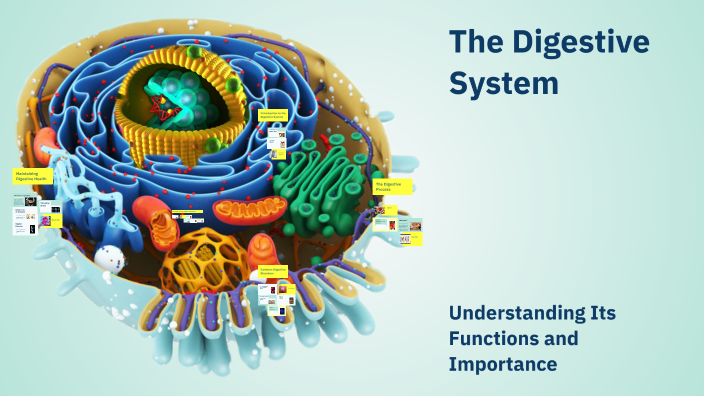 The Digestive System by Ana Aaaaa on Prezi