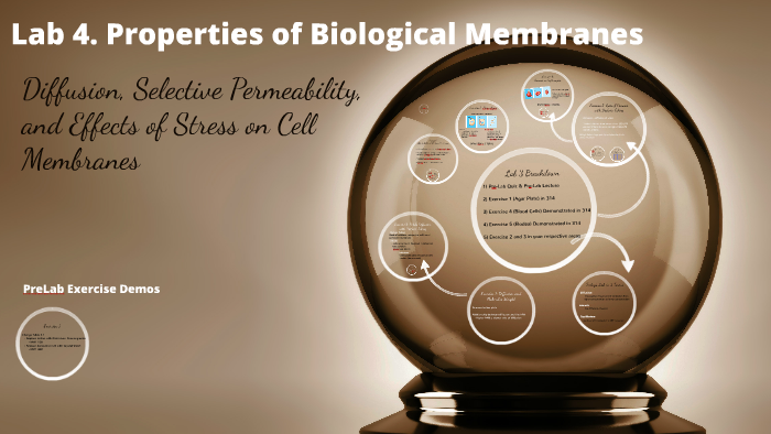Lab 4. Properties of Biological Membranes by David Ruckle on Prezi