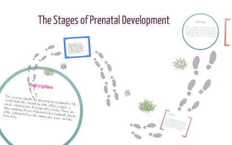 The Stages of Prenatal Development by Monicha Bailey on Prezi