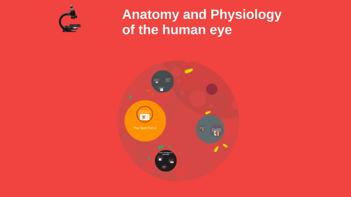 Anatomy and Physiology of the human eye by oliver claros on Prezi