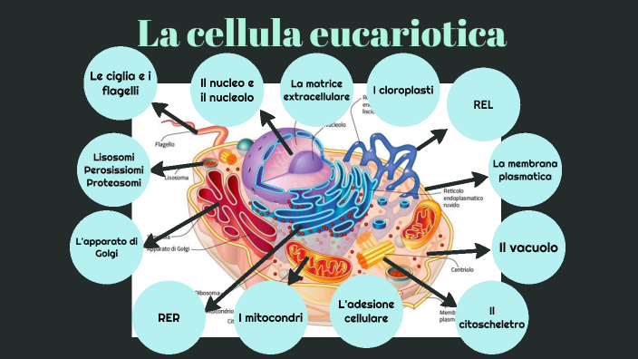 La cellula eucariotica by Chiara Cantarello on Prezi