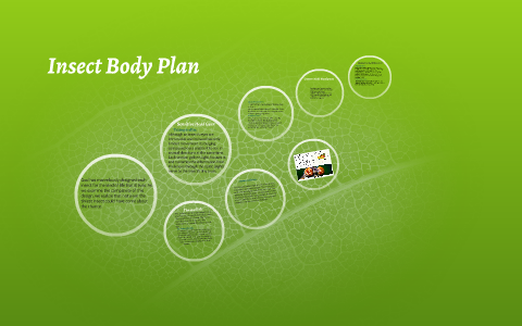 Insect Body Plan by Sarah Barragan on Prezi