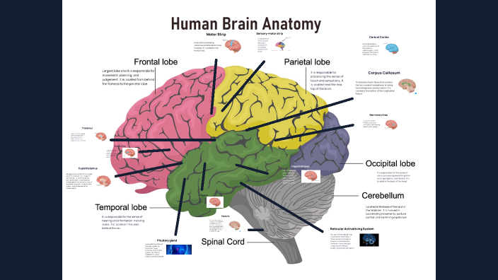 2.1.9 Brian Biology by Justin Park on Prezi