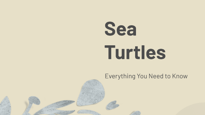 Sea Turtles by Guadalupe Gutierrez Zamudio on Prezi