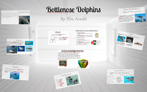 Bottlenose Dolphins By: Ella Arnold by Donna Bryant on Prezi