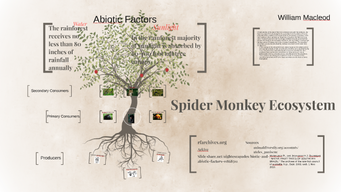 Spider Monkey Ecosystem by Willam Macleod Macleod on Prezi