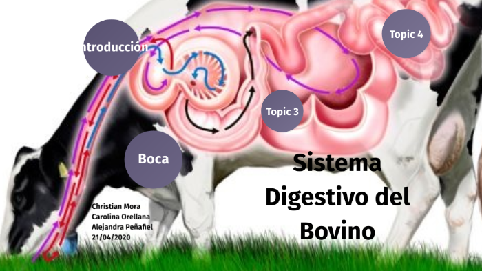 Sistema Digestivo del Bovino by Alejandra Peñafiel on Prezi