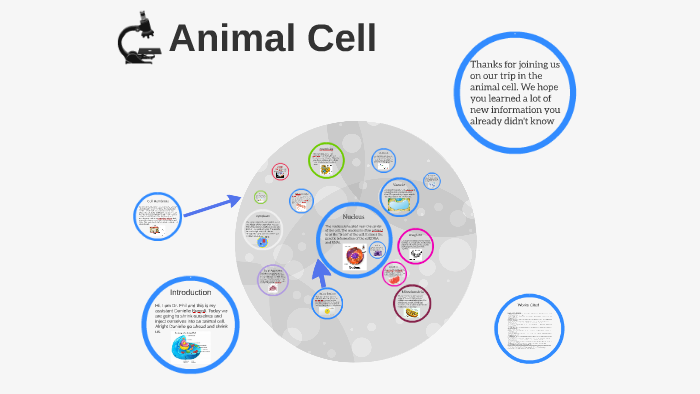 Animal Cell by Om Patel on Prezi