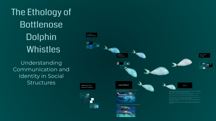 The Ethology of Bottlenose Dolphin Whistles by Grace O'Connell on Prezi