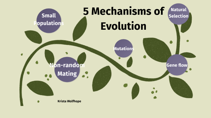 list 5 possible examples of mechanisms of evolution