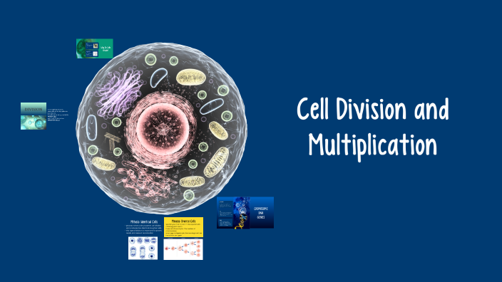 Cell Division and Multiplication by Nika B on Prezi