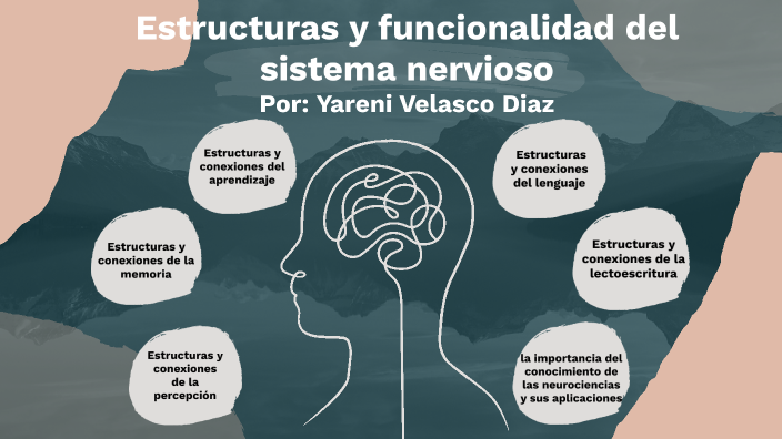 Estructuras y funcionalidad del sistema nervioso by Yareni Velasco Diaz ...