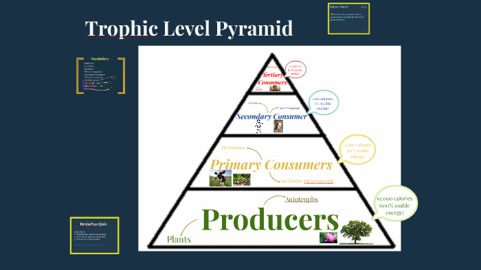 Trophic Levels by Kathryn M