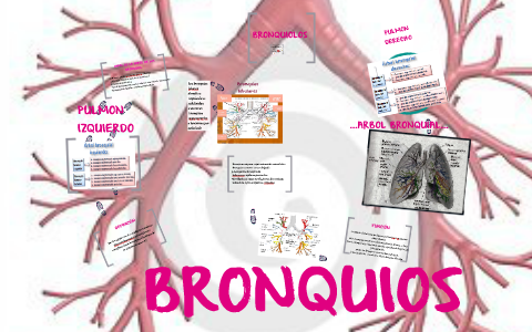 BRONQUIOS by on Prezi