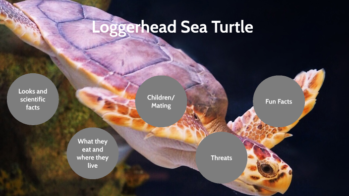 Loggerhead Sea Turtle by SYDNEY BAYER on Prezi