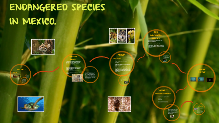 ENDANGERED SPECIES by on Prezi