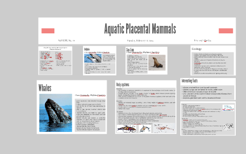 Aquatic Placental Mammals by Eric Wang on Prezi