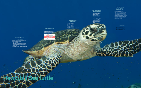 Hawksbill Sea turtle by Grace Wright-Redard on Prezi
