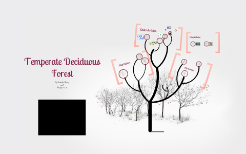 Temperate Deciduous Forest by Natalie Cheung on Prezi