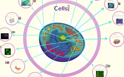 Cells by on Prezi