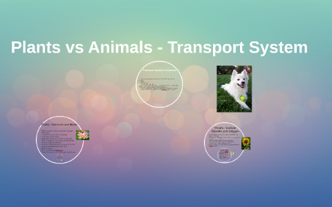 Plants vs Animals - Transport System by Daniel Giorgi