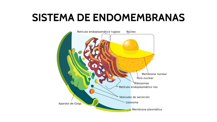 Sistema de endomembranas by on Prezi Next