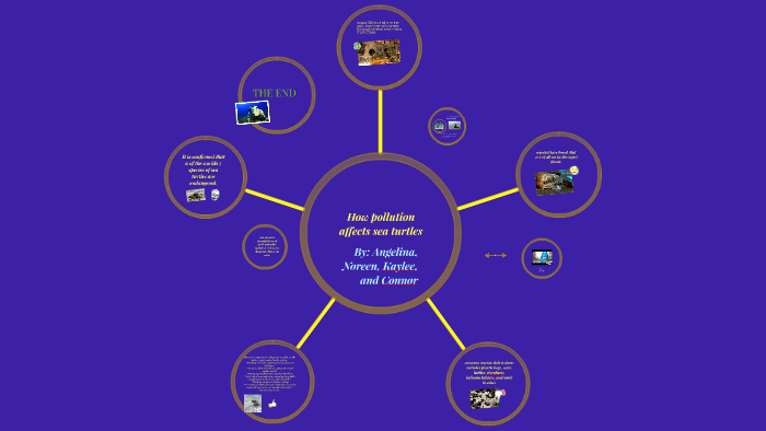 How pollution affects sea turtles by kaylee obrzut on Prezi