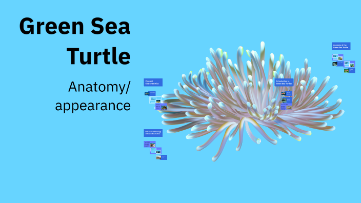 Green Sea Turtle by Giselle Alvarez on Prezi