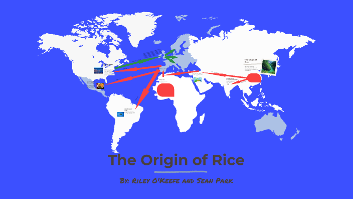 How Rice Was Invented The Origin of Rice by Riley O'Keefe on Prezi